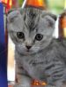 猫カフェ キャットマジック 新宿3丁目店のおすすめポイント1