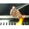 おだ 焼肉 しゃぶしゃぶの写真