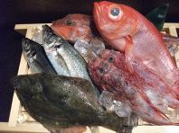 瀬戸内直送！天然鮮魚