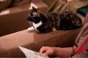 猫の居る休憩所299 にくきゅう 猫カフェのおすすめポイント1
