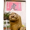 虎 中国料理 近江神宮前の写真