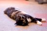 猫の居る休憩所299 にくきゅう 猫カフェのおすすめポイント2