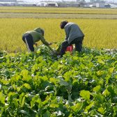 滋賀県の豊かな土壌に恵まれた自家栽培畑