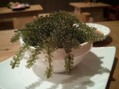 料理メニュー写真 宮古島産海ぶどう~溢れんばかり~