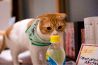 猫の居る休憩所299 にくきゅう 猫カフェのおすすめポイント2