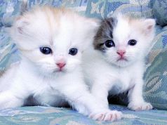 猫のまほう 名古屋長者町通り店の写真