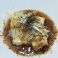 料理メニュー写真&nbsp;揚げだし豆腐