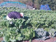 自家栽培の三木野菜