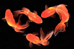 KINGYOの庭 金魚の庭の写真