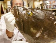 三木 ふぐ すっぽん クエ 季節料理の写真