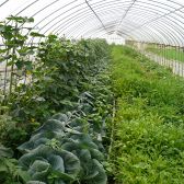 自家栽培ビニールハウスでは、旬野菜が30種