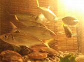 きあじ 地魚料理 活魚 天麩羅のおすすめ料理3