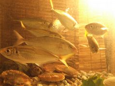 きあじ 地魚料理 活魚 天麩羅のおすすめ料理3