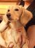 麦犬 むぎいぬのお店ロゴ