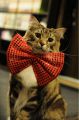 料理メニュー写真&nbsp;【当店人気No.2】　『タイガ』