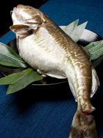 築地直送。魚は特に上物！