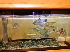 綿丸 活魚 小料理の写真