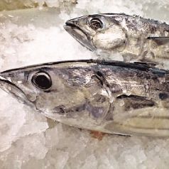 料理メニュー写真 新鮮な近海かつを
