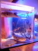 さしみ茶屋 樽寿司の雰囲気3