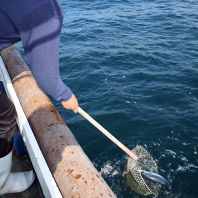 水揚げ直後の鮮魚をお届け