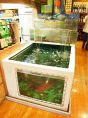 生簀に泳ぐお魚は迫力満点★