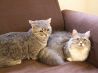 ねこの部屋 あまえんぼう 猫カフェのおすすめポイント1