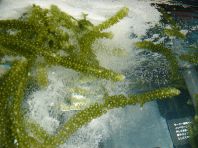 さらに「海ぶどう」