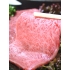 焼肉料亭 操の写真