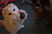 猫カフェ Milky みるきー 神奈川県のグルメ