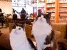 猫の居る休憩所299 にくきゅう 猫カフェのおすすめポイント3