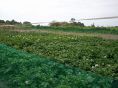 サチで使用するお野菜は鵡川の農地で栽培！