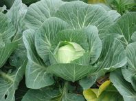 野菜へのこだわり