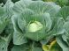 野菜へのこだわり