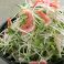 料理メニュー写真&nbsp;和風野菜サラダ