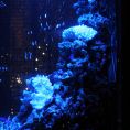 壮大なアクアリウム癒し美空間