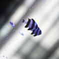 アクアリウム個室