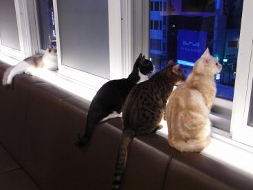 猫カフェ きゃりこ 新宿店の雰囲気1