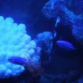 幻想的な"蒼"の世界オーロラ個室