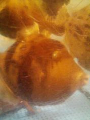 料理メニュー写真&nbsp;かわはぎ造り