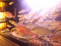 千葉　さかなや道場 津田沼店の雰囲気