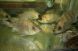 新鮮活魚を生け簀から