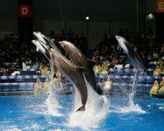トロピクスの雰囲気2