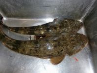東京湾産・高級魚マゴチ！