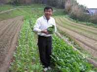 糸島減農薬野菜のキャベツ