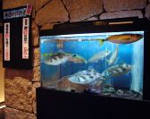 産地直送の鮮魚をその場で活け作り!！