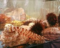 泳ぎの鮮魚をその場で！！