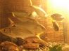 きあじ 地魚料理 活魚 天麩羅のおすすめポイント2