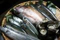 料理メニュー写真&nbsp;鮮魚　本日の焼き魚