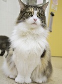京橋・OBP・天神橋　猫の時間の写真