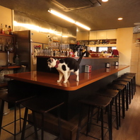 可愛い看板猫と本格スペイン料理をLenteで